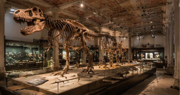 Dinosaur fossil unit for giant skeleton central hall