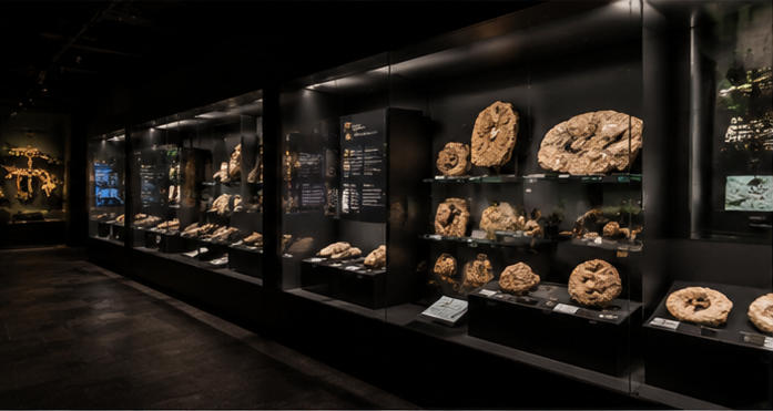 Black steel museum case for long-term fossil preservation zones